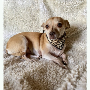 Leopard Print Dog and Cat Scarf