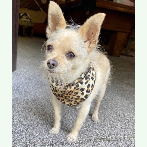 Leopard Print Dog and Cat Scarf